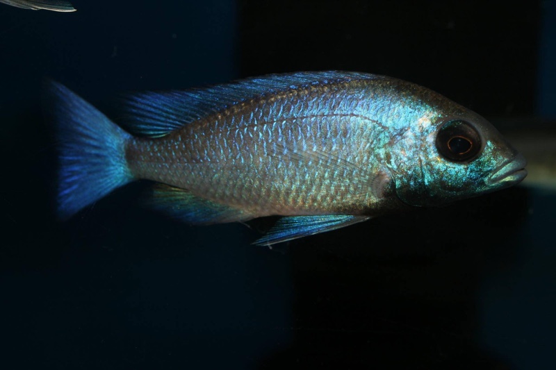 Placidochromis sp. 'phenochilus gissel'